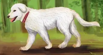 Identify a Maremma Sheepdog