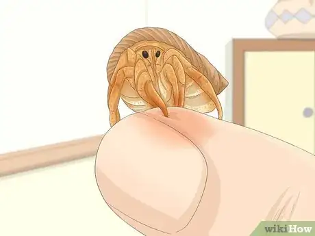 Image titled Hold a Hermit Crab Step 11