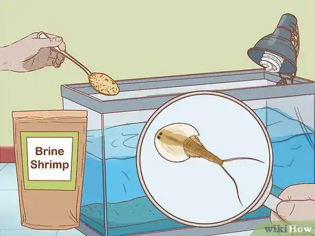 Image titled Care for Triops Step 13