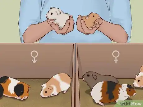 Image titled Care for a Pregnant Guinea Pig Step 41