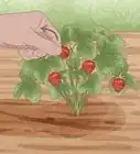 Grow Strawberries