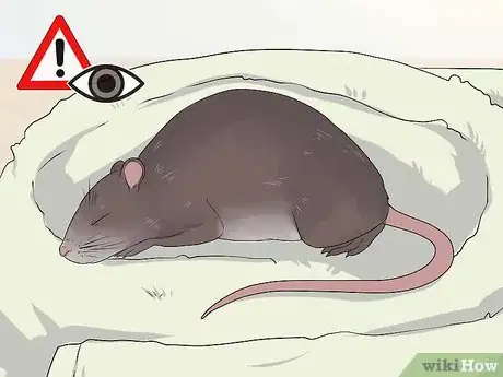 Image titled Treat Ear Infections in Rats Step 2