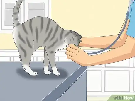 Image titled Get a Cat for a Pet Step 21