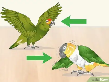 Image titled Pet a Bird Step 3