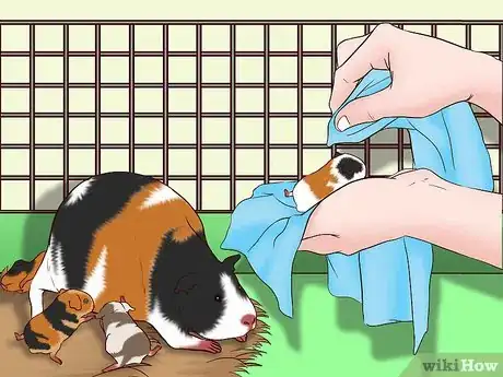 Image titled Care for a Pregnant Guinea Pig Step 30