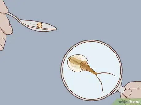 Image titled Care for Triops Step 12