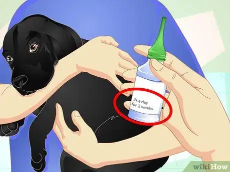 Image titled Deliver Ear Medication to Dogs Step 12