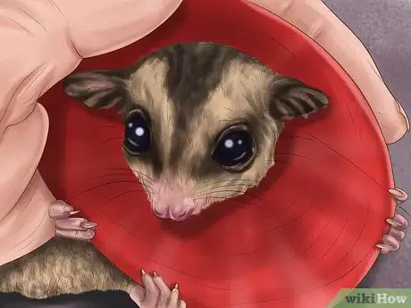 Image titled Pick a Healthy Sugar Glider Step 11