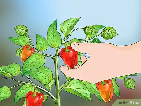 Image titled Start Pepper Seeds Step 10