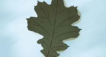 Identify Oak Leaves