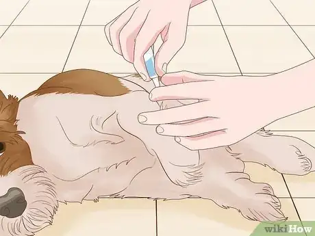 Image titled Treat Hge in Dogs at Home Step 13