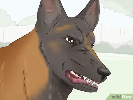 Image titled Identify a Belgian Malinois Step 15