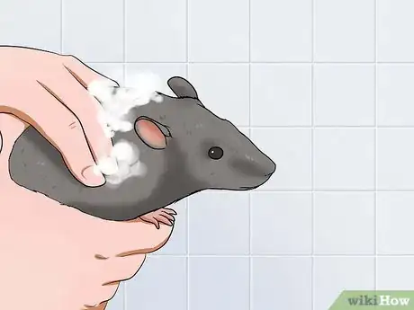Image titled Keep a Pet Rat Clean Step 4