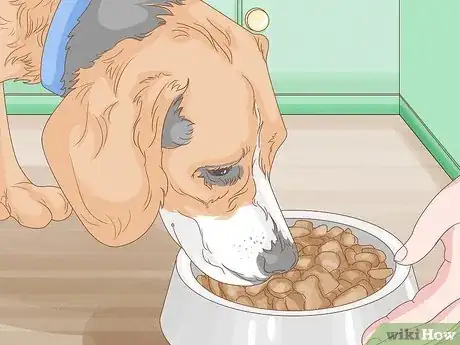 Image titled Get a Dog to Eat Step 1