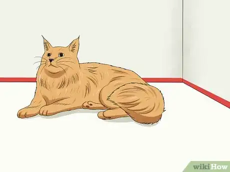 Image titled Groom a Maine Coon Cat Step 16