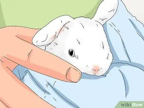 Image titled Tell if Your Rabbit Has Weepy Eye Step 12