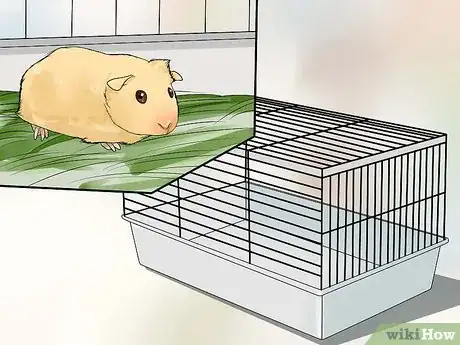 Image titled Breed Standard Guinea Pigs Step 2