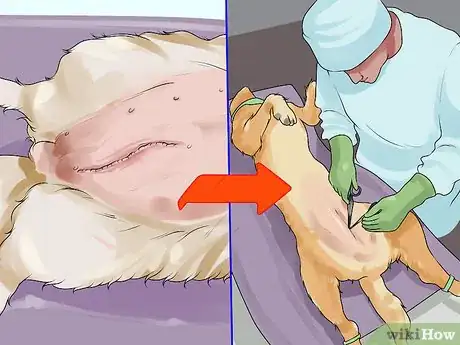 Image titled Treat Mammary Disease in Intact Female Dogs Step 3