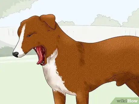 Image titled Treat Dog Ulcers Step 9
