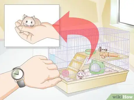 Image titled Prepare for a Pet Hamster for the First Time Step 11