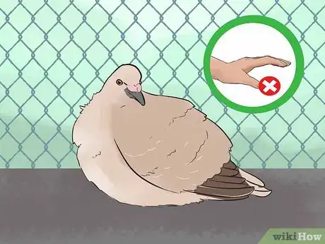 Image titled Know if Doves Are Right for You Step 7