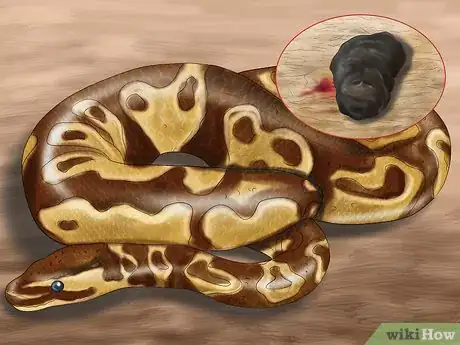 Image titled Care for Your Ball Python Step 5