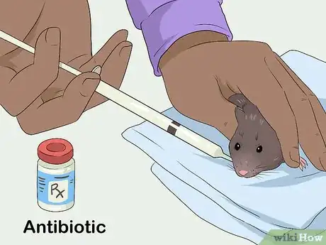 Image titled Treat Ear Infections in Rats Step 8