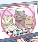 Identify a British Shorthair Cat