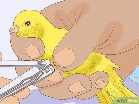 Image titled Care for Your Canary Step 11
