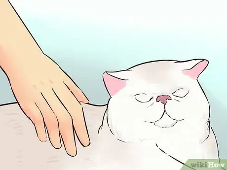 Image titled Take Care of an Exotic Shorthair Cat Step 11