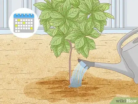 Image titled Grow Cashews Step 5