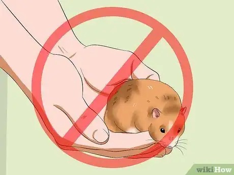 Image titled Make Your Hamster Trust You Step 11