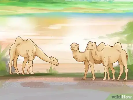 Image titled Care for a Camel Step 6