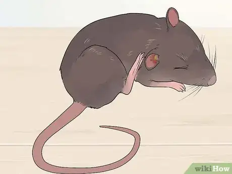Image titled Treat Ear Infections in Rats Step 5