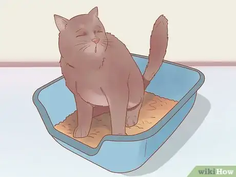 Image titled Know if Your Cat Is Sick Step 3