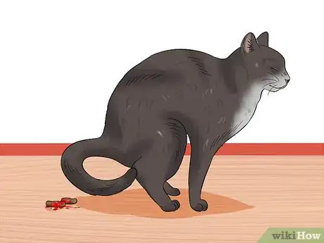 Image titled Diagnose Feline Panleukopenia (Distemper) Step 1
