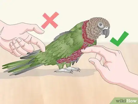 Image titled Pet a Bird Step 6