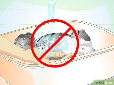 Image titled Care for Your Cat After Neutering or Spaying Step 12