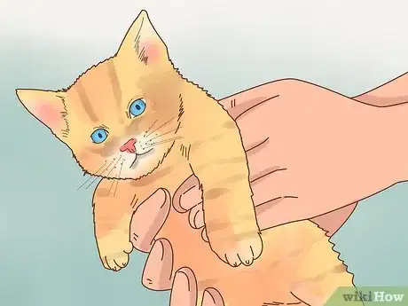 Image titled Buy a Cat Step 12