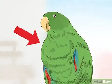 Image titled Spot Signs of Nutritional Disorders in Eclectus Parrots Step 2