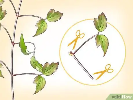 Image titled Propagate Clematis Step 10