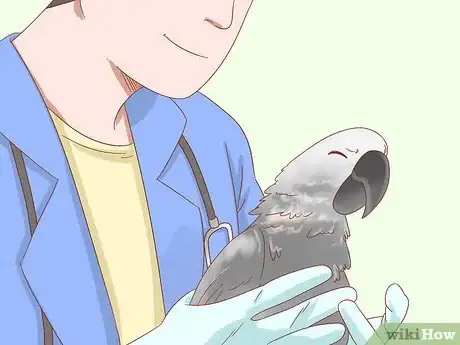Image titled Treat Psittacosis in African Grey Parrots Step 3