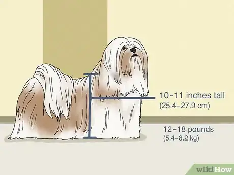 Image titled Identify a Lhasa Apso Step 1