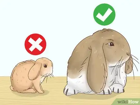 Image titled Choose a Rabbit Breed Step 4