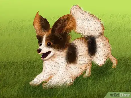 Image titled Identify a Papillon Step 8