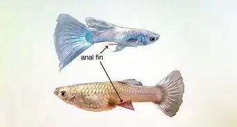 Identify Male and Female Guppies