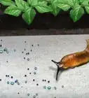 Get Rid of Garden Slugs