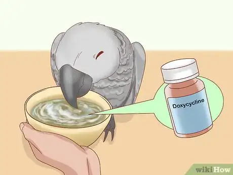 Image titled Treat Psittacosis in African Grey Parrots Step 5
