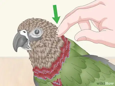 Image titled Pet a Bird Step 8