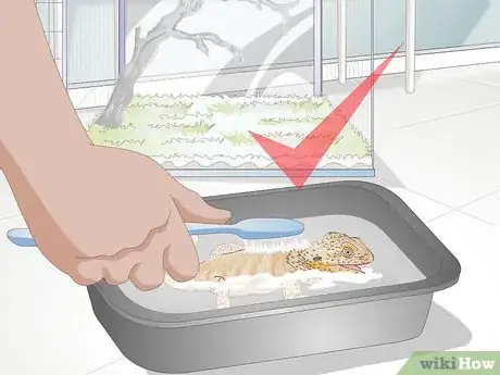 Image titled Teach a Bearded Dragon to Drink from a Water Bowl Step 13